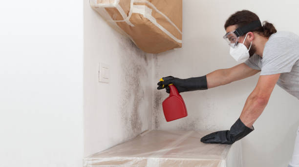 Professional Mold Removal technician working in Dumont, NJ